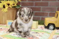 TOY AUSSIEDOODLE CHOC MERLE MALE 205, a male Aussiedoodle for sale in Pittsburg, KS – 1 of 4