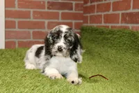 BLUE MERLE MALE 994, a male Cocker Spaniel for sale in Pittsburg, KS – 3 of 4