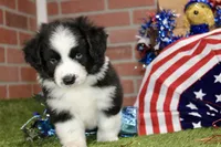 MALE BLACK/WHITE AUGGIE 981, a male Australian Shepherd and Pembroke Welsh Corgi for sale in Pittsburg, KS – 2 of 4