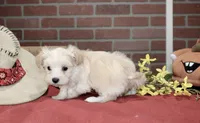 CREAM MALE MORKIE 3151, a male Morkie for sale in Pittsburg, KS – 2 of 4
