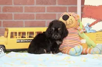 PHANTOM MALE COCKAPOO 102, a male Cockapoo for sale in Pittsburg, KS – 9 of 10