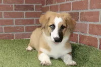 SABLE/WHITE FEMALE AUGGIE 988, a female Australian Shepherd and Pembroke Welsh Corgi for sale in Pittsburg, KS – 4 of 4