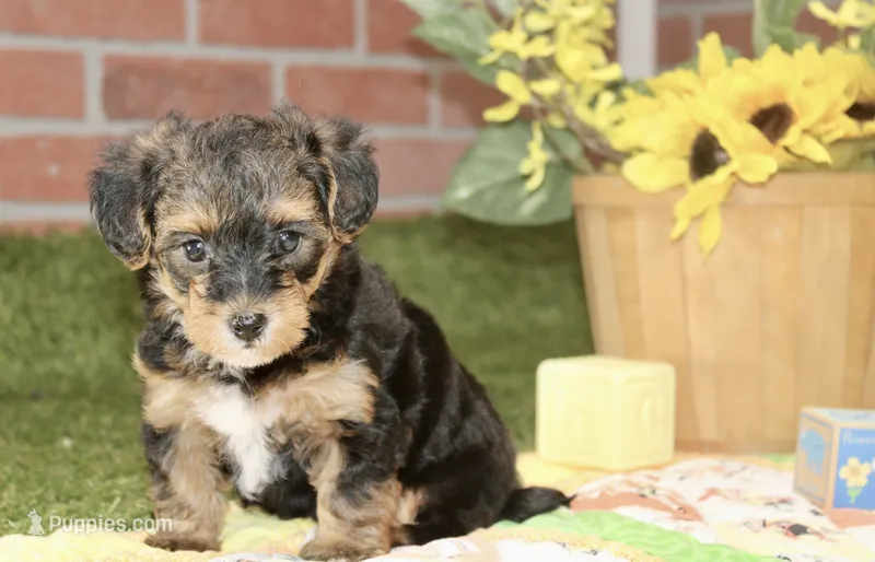 BLACK/TAN FEMALE YORKIEPOO 198 – Yorkipoo puppy for sale in Pittsburg, KS