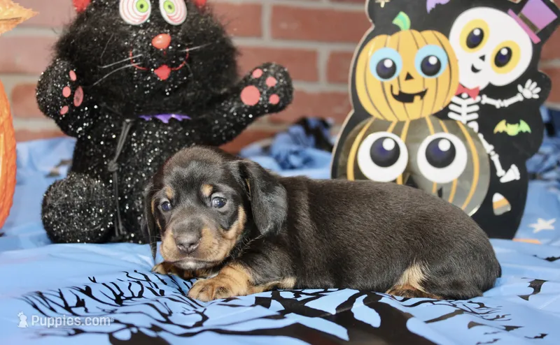 BLACK/TAN MALE DACHSHUND 3020 – Miniature Dachshund puppy for sale in Pittsburg, KS