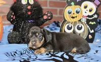 BLACK/TAN MALE DACHSHUND 3020, a male Miniature Dachshund for sale in Pittsburg, KS – 1 of 4