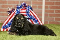 BLACK/TAN MALE COCKER 992, a male Cocker Spaniel for sale in Pittsburg, KS – 2 of 4