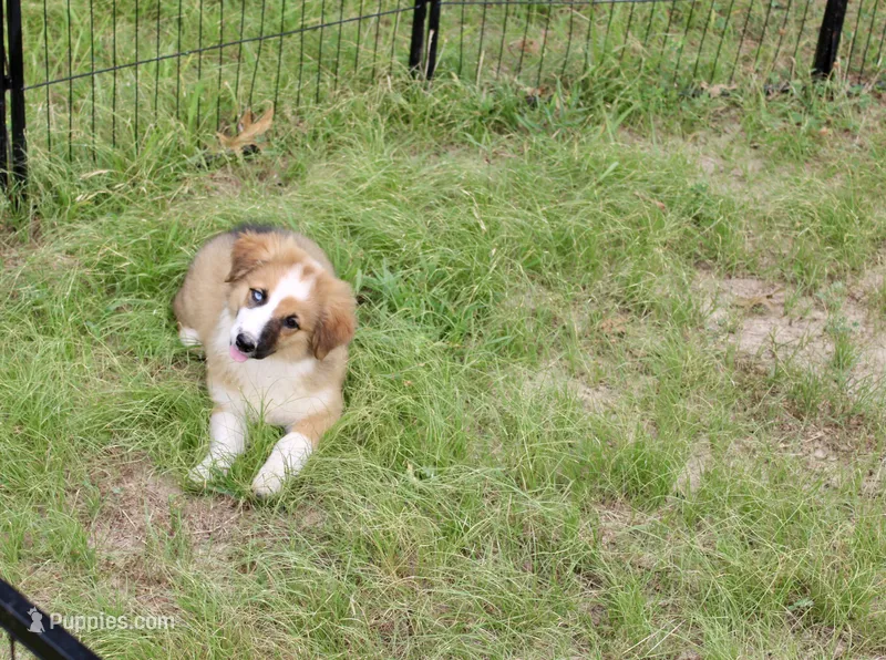 SABLE/WHITE FEMALE AUGGIE 988 – Australian Shepherd, Pembroke Welsh Corgi puppy for sale in Pittsburg, KS