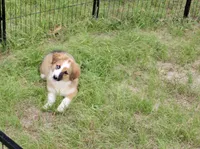 SABLE/WHITE FEMALE AUGGIE 988, a male Australian Shepherd and Pembroke Welsh Corgi for sale in Pittsburg, KS – 1 of 10