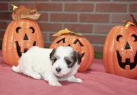 BROWN/WHITE PARTI MALTIPOO FEMALE 3049, a female Maltipoo for sale in Pittsburg, KS – 3 of 5