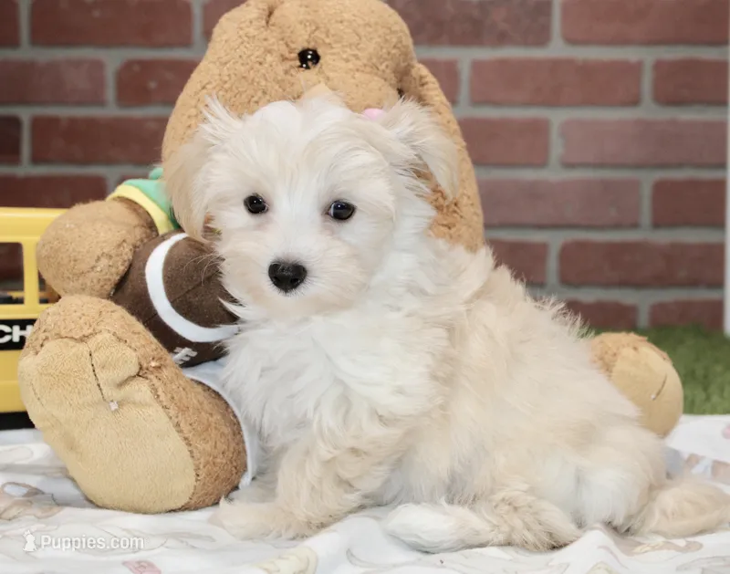 CREAM MALE MORKIE 3151 – Morkie puppy for sale in Pittsburg, KS