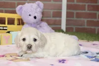 CREAM FEMALE COCKAPOO 203, a female Cockapoo for sale in Pittsburg, KS – 4 of 4