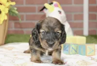 SHADED CREAM FEMALE 220, a female Miniature Dachshund for sale in Pittsburg, KS – 2 of 4