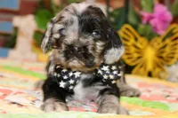 BLUE MERLE MALE 016, a male Cocker Spaniel for sale in Pittsburg, KS – 1 of 7