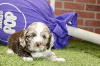 CHOCOLATE MERLE COCKER FEMALE, a female Cocker Spaniel for sale in Pittsburg, KS – 2 of 4
