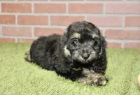 PHANTOM MALE COCKAPOO 102, a male Cockapoo for sale in Pittsburg, KS – 3 of 10