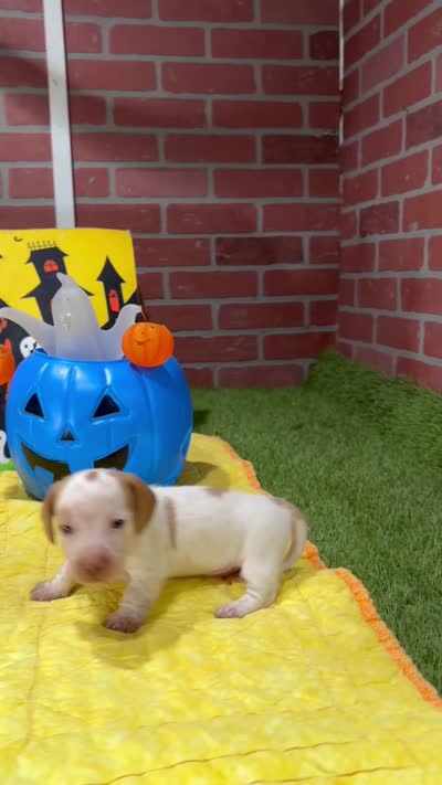CREAM/WHITE PIED MALE DACHSHUND 022, a male Miniature Dachshund for sale in Pittsburg, KS – 5 of 5