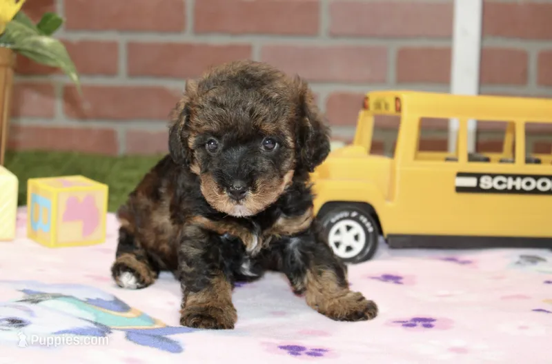 BLACK/BROWN FEMALE YORKIEPOO 178 – Yorkipoo puppy for sale in Pittsburg, KS