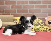 BLACK/WHITE MALE MORKIE 3152, a male Morkie for sale in Pittsburg, KS – 2 of 4