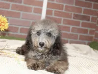 COCKAPOO FEMALE 967, a female Cockapoo for sale in Pittsburg, KS – 4 of 4