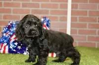 BLACK MALE 993, a male Cocker Spaniel for sale in Pittsburg, KS – 2 of 4