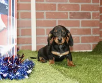 BLACK/TAN MALE 895, a male Dachshund for sale in Pittsburg, KS – 3 of 4