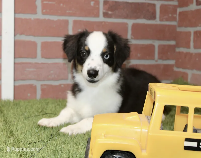 Toy Auggie – Australian Shepherd, Pembroke Welsh Corgi puppy for sale in Pittsburg, KS