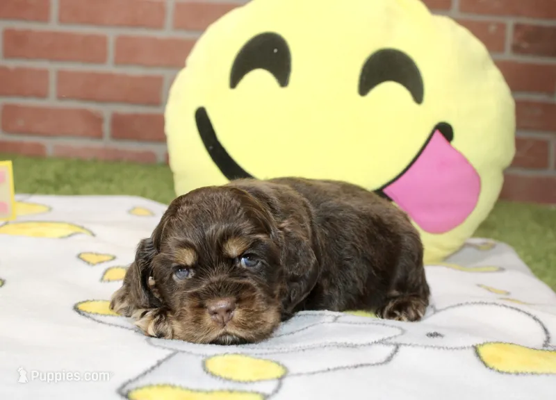 CHOCOLATE/TAN MALE COCKER 221 – Cocker Spaniel puppy for sale in Pittsburg, KS
