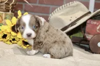 RED/WHITE MERLE FEMALE TOY AUSSIE 200, a female Toy Australian Shepherd for sale in Pittsburg, KS – 3 of 4
