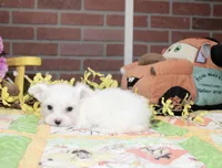 WHITE/CREAM FEMALE MORKIE 3153, a female Morkie for sale in Pittsburg, KS – 4 of 4
