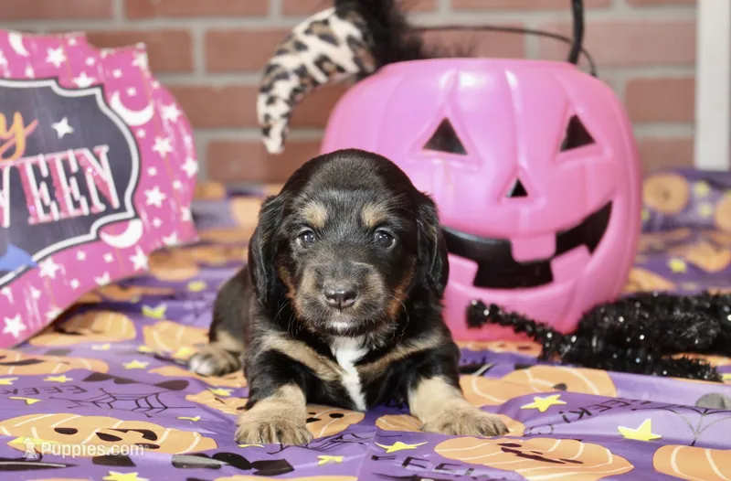 BLACK/TAN FEMALE DACHSHUND 3040 – Miniature Dachshund puppy for sale in Pittsburg, KS