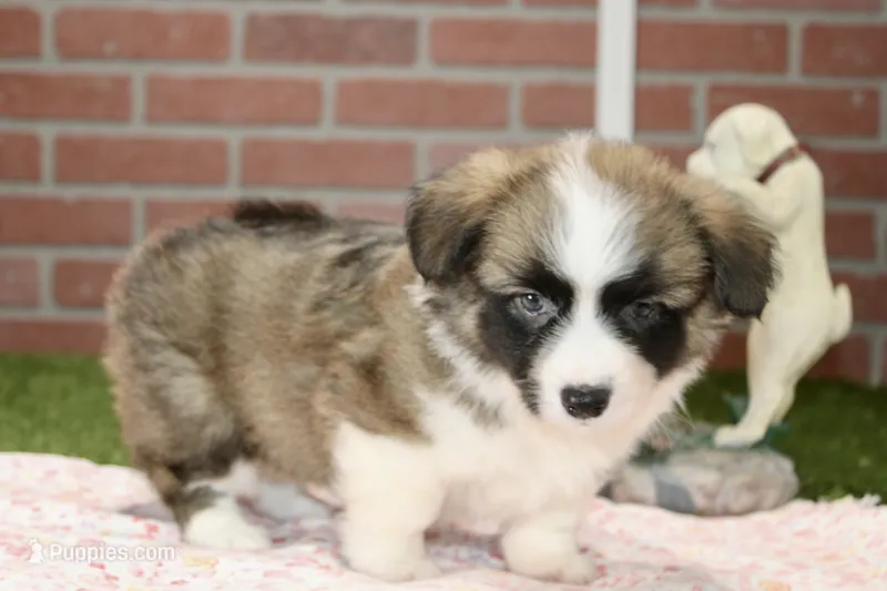 PEMBROKE CARDIGAN CORGI FEMALE 3172 – Cardigan Welsh Corgi, Pembroke Welsh Corgi puppy for sale in Pittsburg, KS