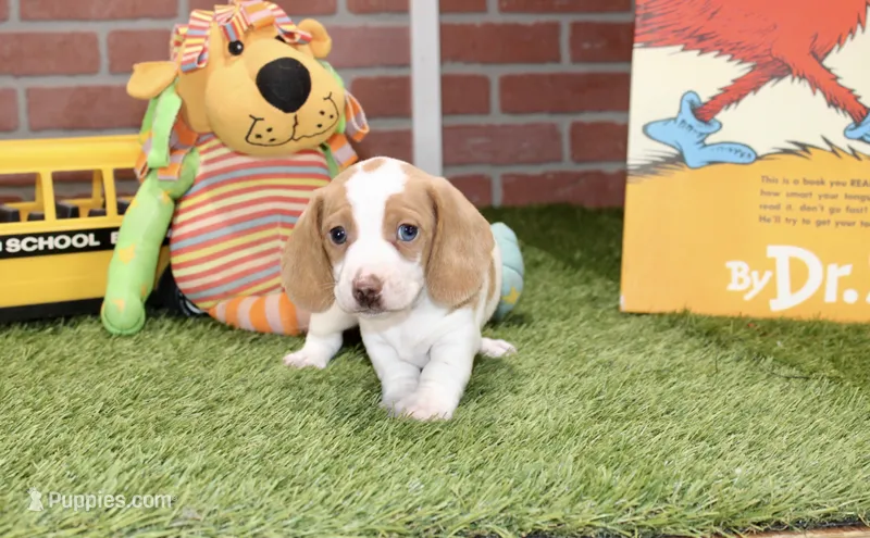 CREAM/WHITE PIED MALE 090 – Dachshund puppy for sale in Pittsburg, KS