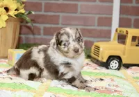 TOY AUSSIEDOODLE CHOC MERLE MALE 205, a male Aussiedoodle for sale in Pittsburg, KS – 2 of 4