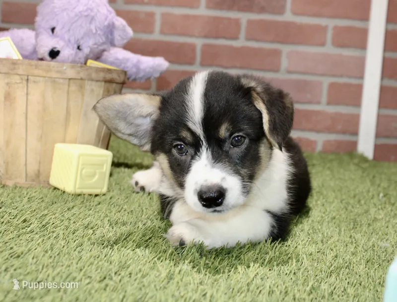 PEMBROKE CARDIGAN CORGI FEMALE 3175 – Cardigan Welsh Corgi, Pembroke Welsh Corgi puppy for sale in Pittsburg, KS