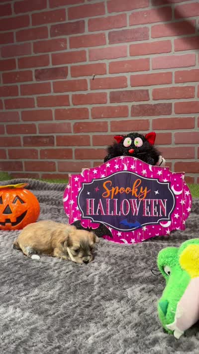GRIZZLE MORKIE FEMALE 3195, a female Morkie for sale in Pittsburg, KS – 5 of 5