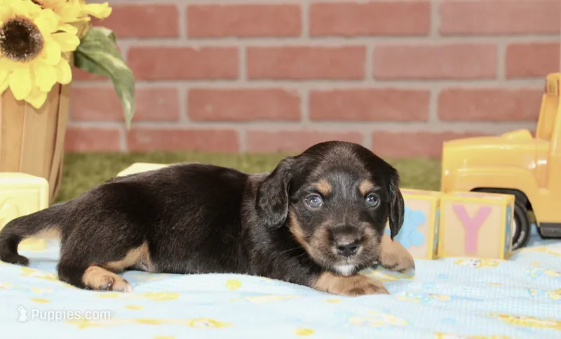 BLACK/TAN MALE 191 – Miniature Dachshund puppy for sale in Pittsburg, KS