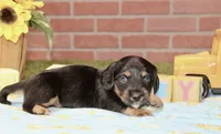 BLACK/TAN MALE 191, a male Miniature Dachshund for sale in Pittsburg, KS – 1 of 4