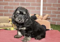 PHANTOM MALE COCKAPOO 102, a male Cockapoo for sale in Pittsburg, KS – 5 of 10