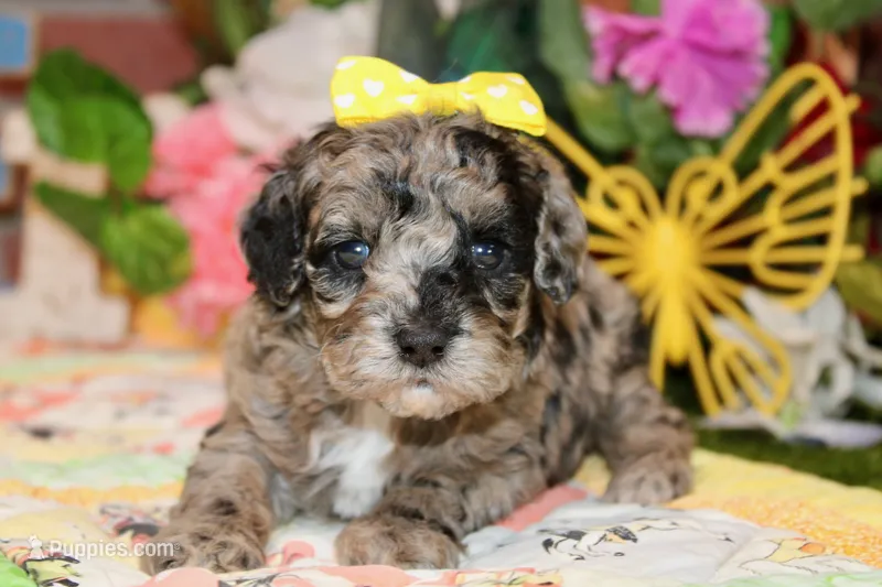 MINI BLUE MERLE FEMALE 965 – Cockapoo puppy for sale in Pittsburg, KS