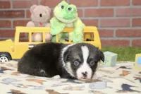 PEMBROKE CARDIGAN CORGI MALE 3171, a male Cardigan Welsh Corgi and Pembroke Welsh Corgi for sale in Pittsburg, KS – 3 of 4