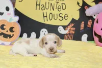 CREAM/WHITE PIED FEMALE DACHSHUND 024, a female Miniature Dachshund for sale in Pittsburg, KS – 3 of 5