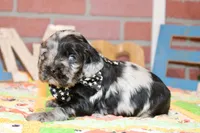 BLUE MERLE MALE 016, a male Cocker Spaniel for sale in Pittsburg, KS – 3 of 7