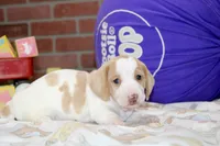 CREAM/WHITE FEMALE DACHSHUND 120, a female Dachshund for sale in Pittsburg, KS – 2 of 4