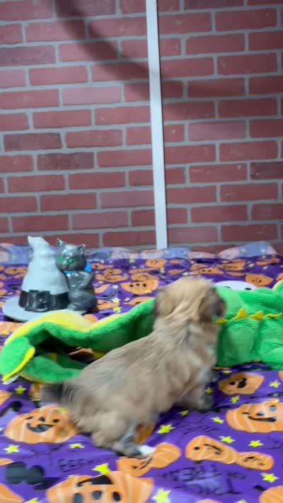 CINNAMON MORKIE FEMALE 3195, a female Morkie for sale in Pittsburg, KS – 5 of 5
