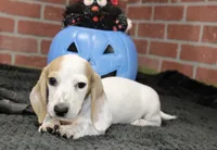 CREAM PIEBALD MALE DACHSHUND 123, a male Miniature Dachshund for sale in Pittsburg, KS – 4 of 8