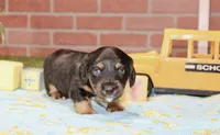 BLACK/TAN MALE 191, a male Miniature Dachshund for sale in Pittsburg, KS – 3 of 4