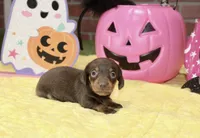 CHOCOLATE/TAN FEMALE DACHSHUND 3218, a female Miniature Dachshund for sale in Pittsburg, KS – 4 of 5