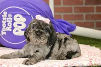 BLUE MERLE FEMALE 096, a male Cocker Spaniel for sale in Pittsburg, KS – 1 of 4