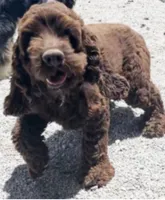 BLUE MERLE MALE 016, a male Cocker Spaniel for sale in Pittsburg, KS – 6 of 7