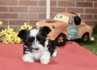BLACK/WHITE MALE MORKIE 3152, a male Morkie for sale in Pittsburg, KS – 4 of 4